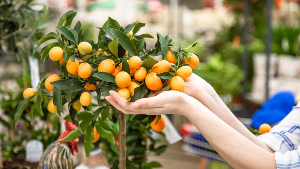 Цитрусовое дерево Цитрусовое дерево