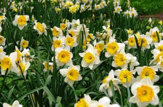 За окном снег, а дома — весна: эти цветы расцветают, когда другие спят