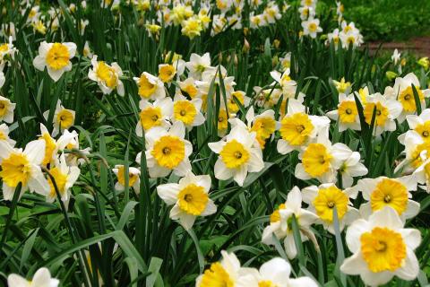 За окном снег, а дома — весна: эти цветы расцветают, когда другие спят