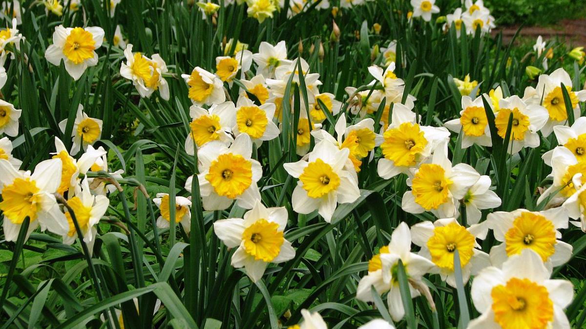 Нарциссы