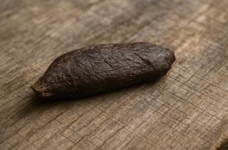 Пропитанные дёгтем опилки защищают грядки от грызунов по данным агрономов