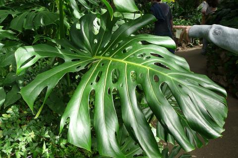 Монстера и папоротники ночью потребляют большое количество кислорода — ботаники