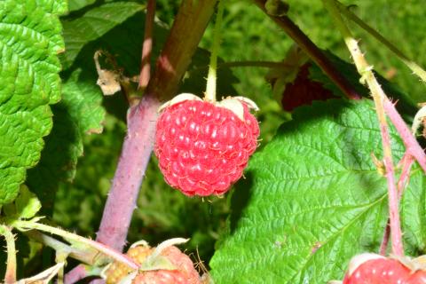 Сделала это с малиной в ноябре — и летом ветви ломились от ягод