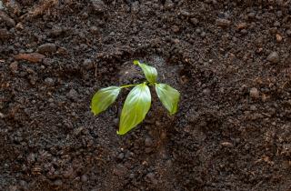 Осенняя перекопка улучшает структуру почвы зимой по данным агрономов