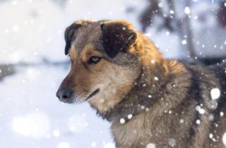 Псориаз у собак признан редким заболеванием — ветеринар Андреса Эстевес