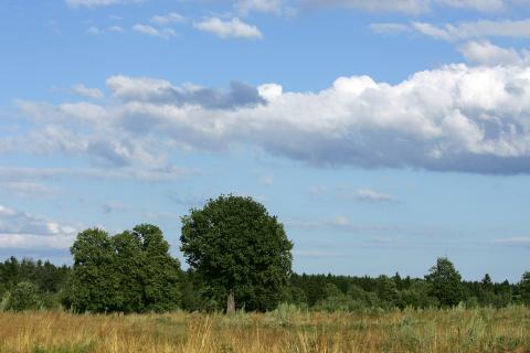 Следы людей исчезнут, но природа восстановит баланс: как Земля возродится без нас