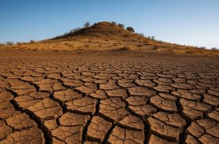 Корни риса замедляют вертикальный рост и расширяются в ответ на механический стресс — Sciences