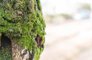 Ваша дорожка напоминает болотце: простые методы избавят от мха без затрат и заморочек