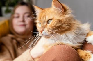 Кошки трогают лицо хозяина по разным причинам — от привязанности до тревоги