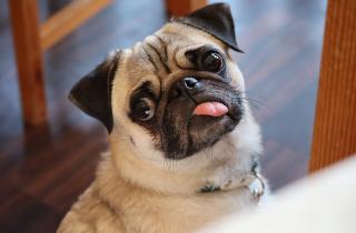 Короткошерстные собаки страдают чаще — просто этого не видно сразу