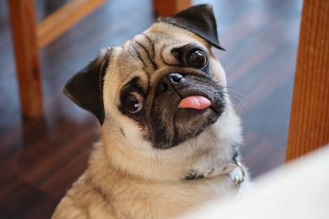 Короткошерстные собаки страдают чаще — просто этого не видно сразу