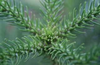 Почти потеряла араукарию — она снова стала зелёной и здоровой: помогли несколько простых шагов