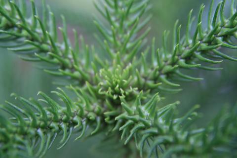 Почти потеряла араукарию — она снова стала зелёной и здоровой: помогли несколько простых шагов