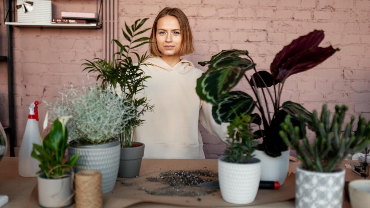 Комнатные растения