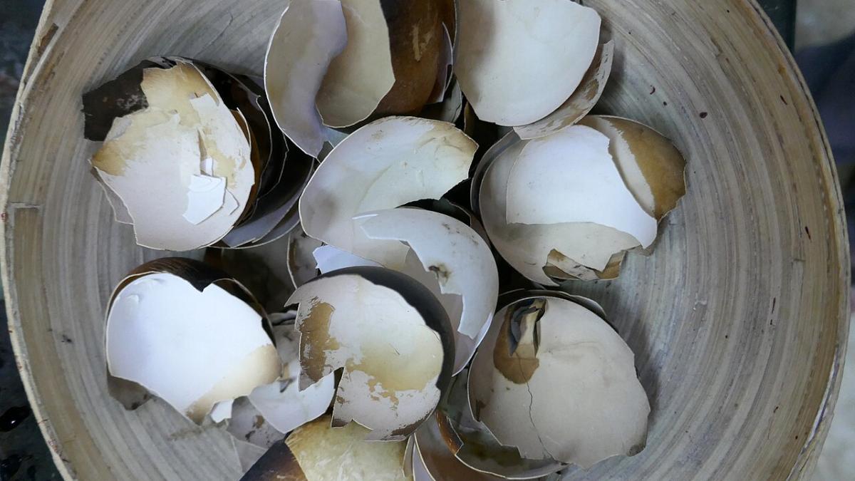 Яичная скорлупа