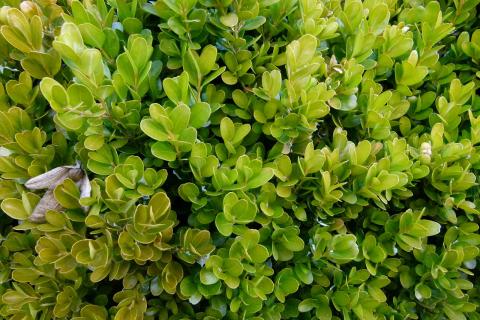 Эксперты предупреждают: самшит теряет листву за считанные недели при заражении молью Эксперты предупреждают: самшит теряет листву за считанные недели при заражении молью