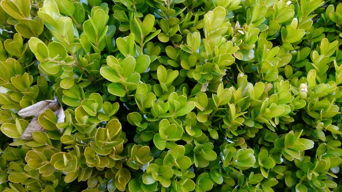 Самшит Самшит