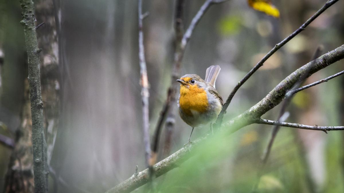 птица в заповеднике