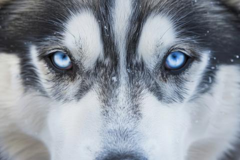 Собаки видят мир в синих и жёлтых тонах — ветеринар Каролина Сильва Роха