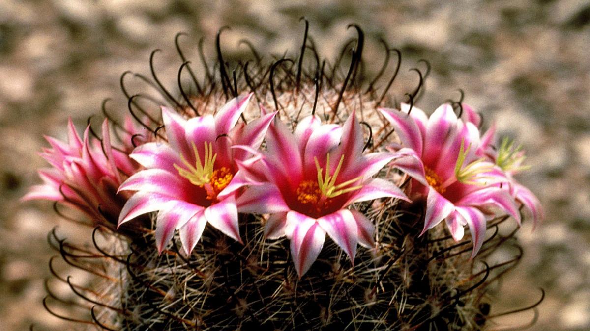 Кактус - Fishhook cactus