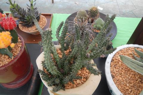 С ноября по февраль кактусы входят в период покоя и требуют минимального полива С ноября по февраль кактусы входят в период покоя и требуют минимального полива