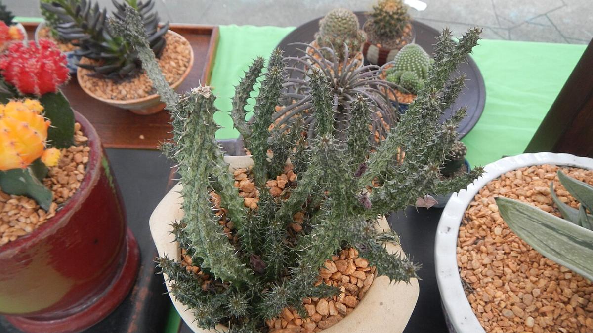 Кактусы Кактусы