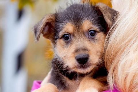 Ветеринары рассказали, как распознать артрит у собак и помочь питомцу при болях в суставах