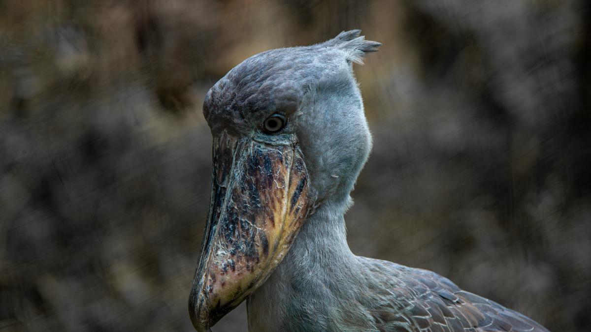 The other view of the shoebill