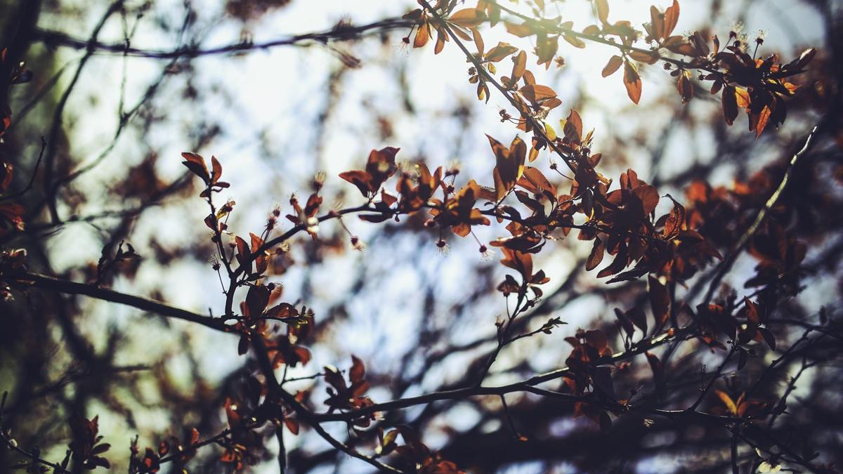 осень дерево сад осень дерево сад