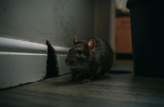 Учёные напомнили, что до 20 % коротких замыканий вызывают грызуны