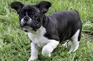 Щенки формируют характер в первые месяцы жизни — Patas da Casa