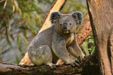 Белый медведь и коала оказались под угрозой вымирания из-за изменения климата