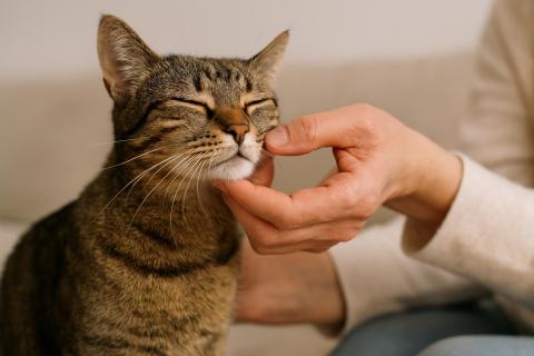 Кошка может поворачивать уши на 180 градусов
