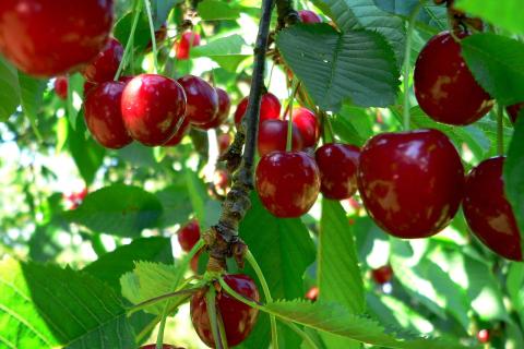 Хвойные деревья не подходят для соседства с вишней: тень и кислая почва мешают росту Хвойные деревья не подходят для соседства с вишней: тень и кислая почва мешают росту