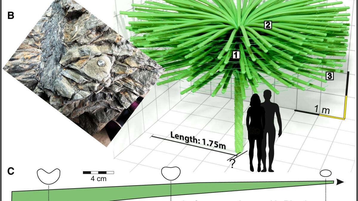 Sanfordiacaulis densifolia reconstruction Sanfordiacaulis densifolia reconstruction