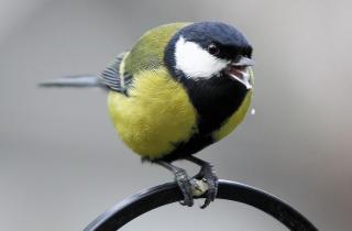 Недостаток корма провоцирует у синиц устранение слабых — орнитолог Мишин