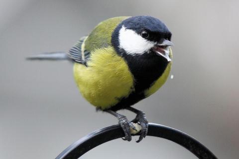 Недостаток корма провоцирует у синиц устранение слабых — орнитолог Мишин