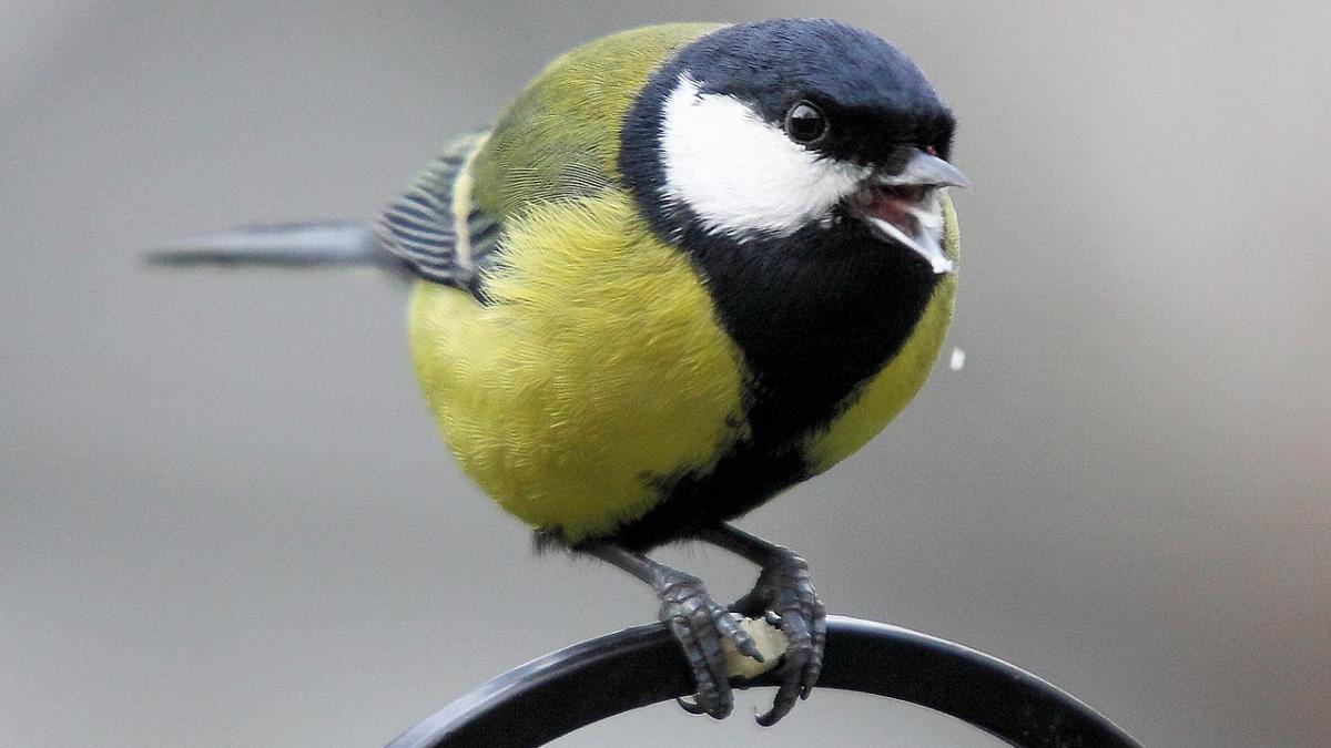 Японская синица