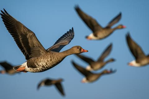 Самки млекопитающих живут дольше самцов на 19% — биологи