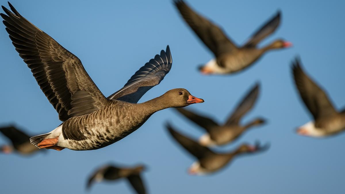 Перелёт птиц на юг
