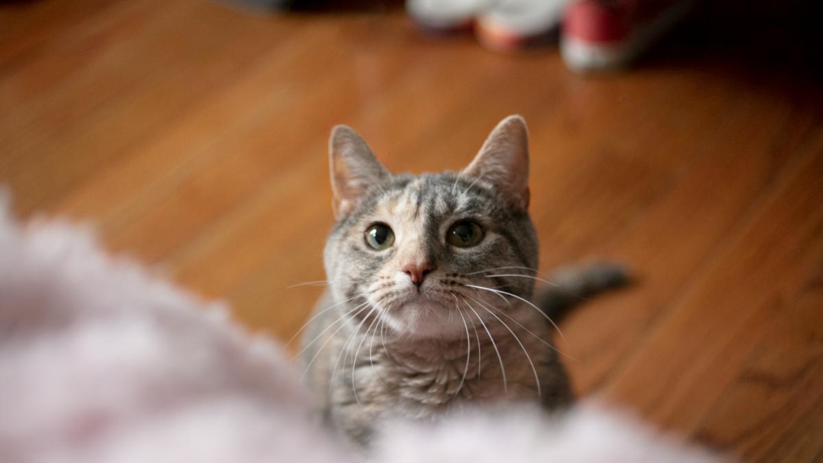 Кошка Кошка