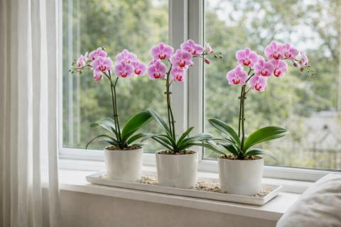 Перелив орхидеи вызывает гниение корней — цветоводы