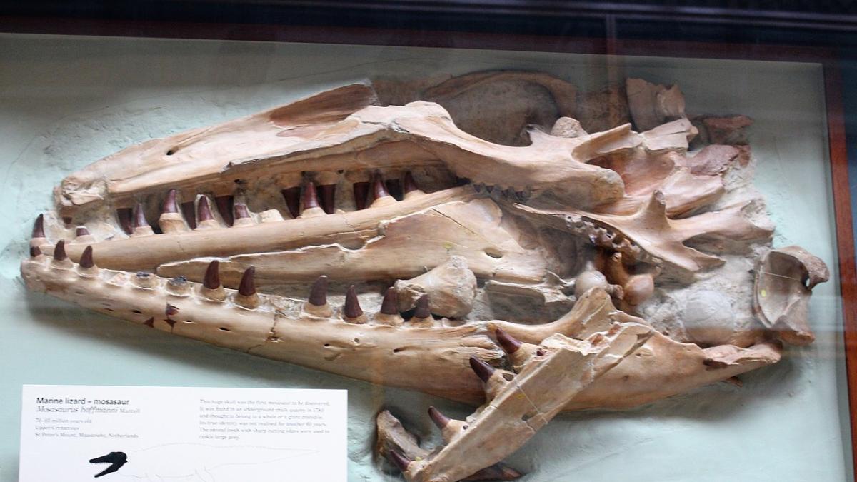 вымершая морская ящерица Mosasaurus hoffmannii вымершая морская ящерица Mosasaurus hoffmannii
