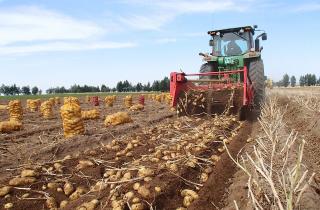 Посадку осеннего картофеля проводят за 70–90 дней до первых заморозков