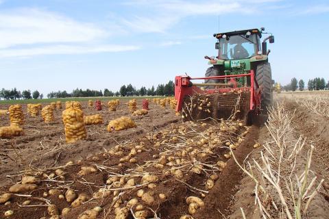 Посадку осеннего картофеля проводят за 70–90 дней до первых заморозков Посадку осеннего картофеля проводят за 70–90 дней до первых заморозков