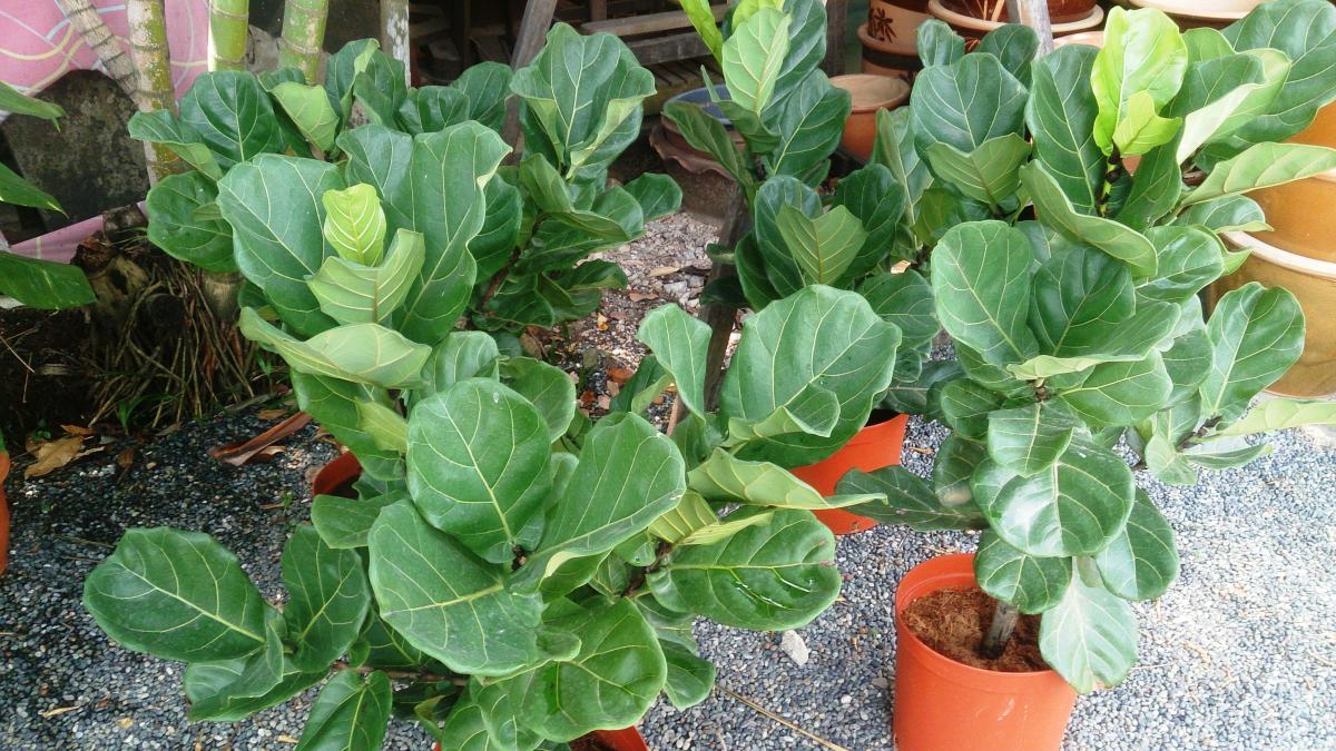 Ficus lyrata фикус лировидный Ficus lyrata фикус лировидный