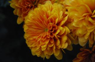 Осенняя подкормка фосфором и калием повышает зимостойкость хризантем — советы садоводов