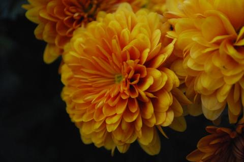 Осенняя подкормка фосфором и калием повышает зимостойкость хризантем — советы садоводов Осенняя подкормка фосфором и калием повышает зимостойкость хризантем — советы садоводов