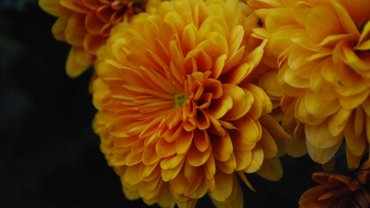 Хризантемы Хризантемы