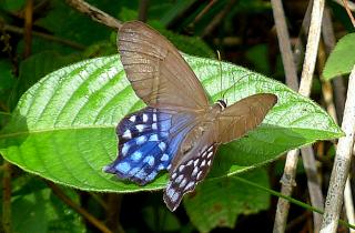 Бабочки запускают восстановление леса Пьереллы